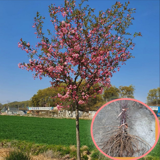 서부해당화 묘목 1년생 접목 상묘 수사해당화 에버그린농원, 1개, 서부해당화 상묘