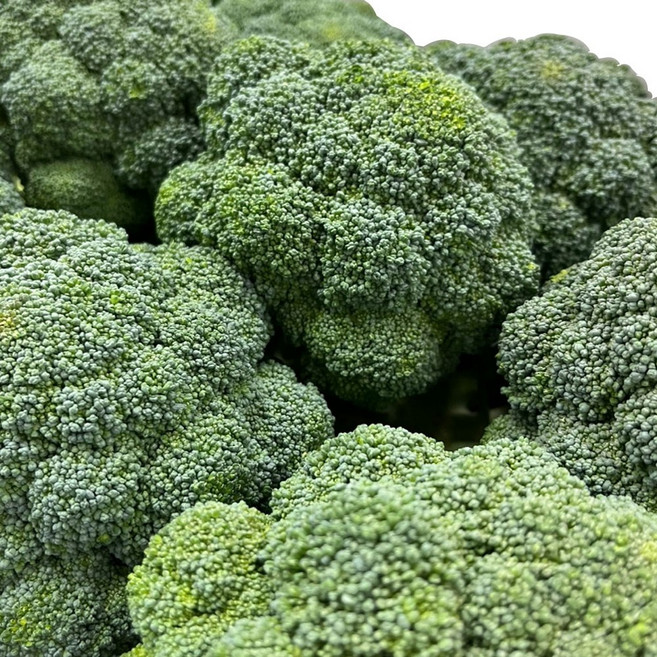 햇수확 싱싱한 제주 브로콜리 특품, 1박스, 1kg