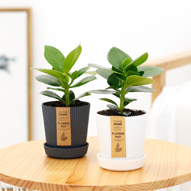 골지화분 실내 인테리어 실내공기정화식물 소형, 골지화분화이트 크루시아, 1개