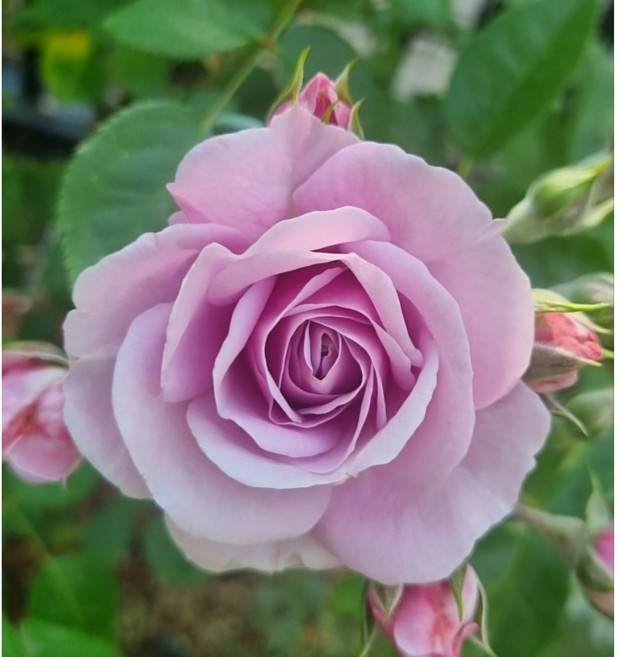 덩굴장미묘목 안젤라 넝쿨 줄장미 울타리 아치, 보라 덩굴 포트묘, 1개