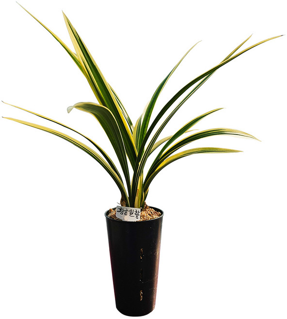 동양란 모음(철골소심 산천보세 대훈 황금채홍 황룡금 태양금 산천조 대국관 금기관 천금 오성금 황금일향 가와사끼 팔보기전 금기 일향금 영양난석세트), 14. 황금일향(3-4촉)