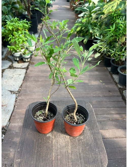 무늬 구기자나무 소품 1+1 반려식물 올플랜츠