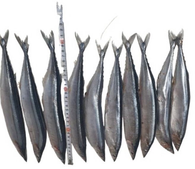 웰빙미래 꽁치10마리 최상급 꽁치(대사이즈) 냉동꽁치 30cm내외의크기 1kg이상 조림용 구이용, 1세트, 1kg 이상