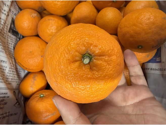 귤이랑감귤농장 제철 향긋 카라향 5kg 3kg 선물용 가정용 판매, 1박스, 카라향5kg(혼합)가정용