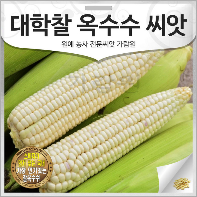 ks 대학찰 옥수수 씨앗 옥수수씨 종자 찰옥수수 흰색 70알