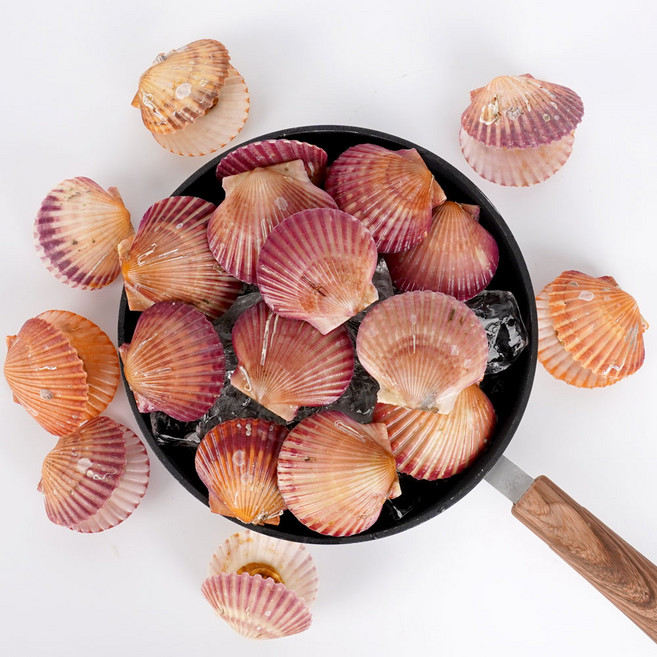 제철 통영 홍가리비 당일조업 산지직송, 1개, 1kg(35미내외)