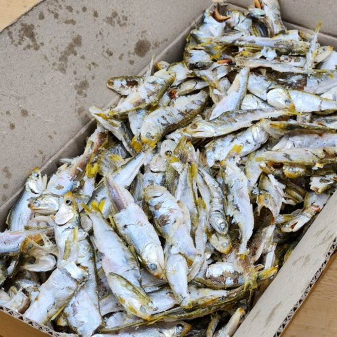 오늘의바다 국산 햇 고노리 멸치 1.5kg 육수용 국물용 다시멸치 (당해 생산), 1개