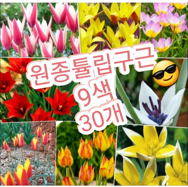 원종튤립구근 9색 30개/이젠 원종튤립의시대^^, 30개