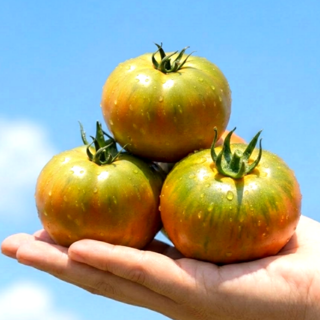[타임특가] 부산정품 산지직송 고당도 짭짤이 대저토마토, 1개, 정품 대저토마토 2.5kg (M)