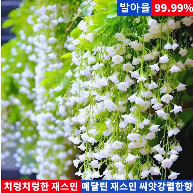 우주 실험을 통해 개발된 내한성 품종 겨울철 수평 재스민 향기가 짙은 재스민 꽃, 200개 - 쿠팡
