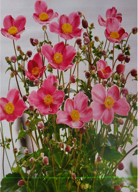 야생화피어나라플라워 추명국(판타지 쟈스민) 1Set 2포트노지 월동 야생화 가을 바람꽃, 1개