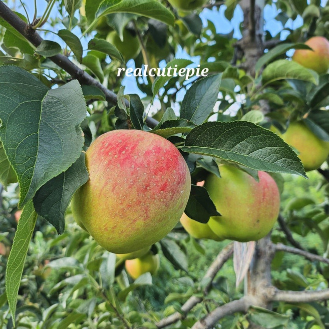 밀양 얼음골 햇 여름사과(홍로) 꿀사과 10kg 5kg GAP HACCP, 1박스, 5kg대 15과