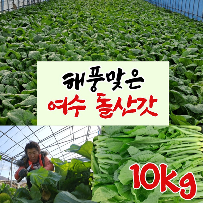 전남 생돌산갓 여수 돌산갓 5kg 10kg 돌산생갓 여수갓 갓김치 김장갓 청갓 갓물김치, 2개