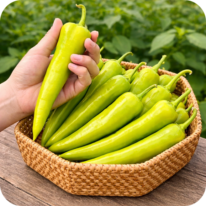 [산지직송] 산지직송 혈당개선도움 당조고추, 1개, 500g