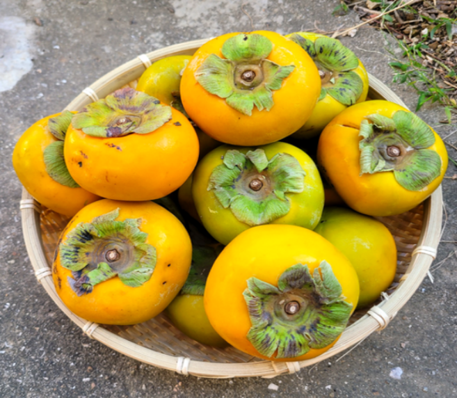 [한정수량] 초특가 단감 못난이 달달한 감, 1개, 10kg (혼합과)