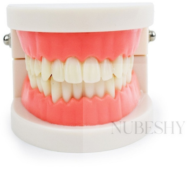 치아모형 수업교구, 1개