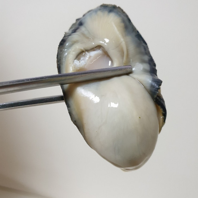 통영 생굴 프리미엄급 산지직송, 1개, 3kg