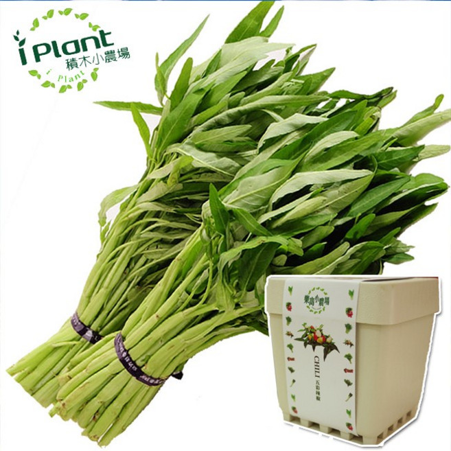 iPlant 積木懶人盆栽農場 空心菜 種子盆栽 培養土