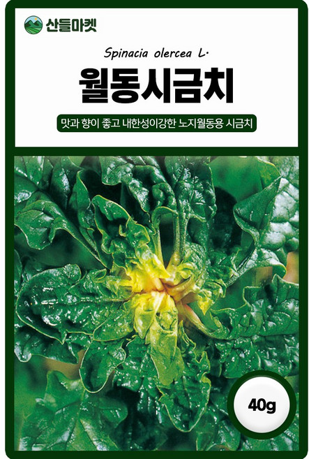 다농 월동시금치 씨앗 40g 노지 월동재배 시금치씨 종자, 1개