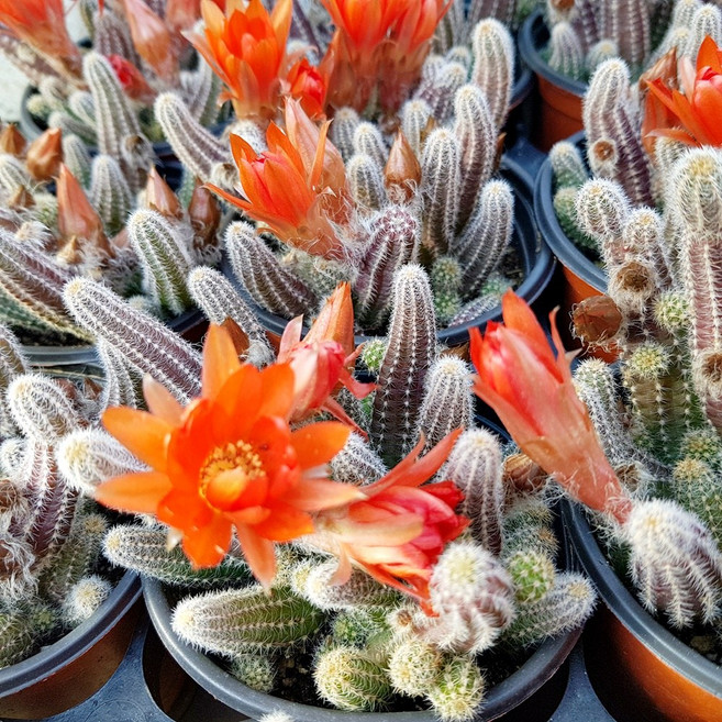 손가락선인장(백단/소품), 1개, 백단