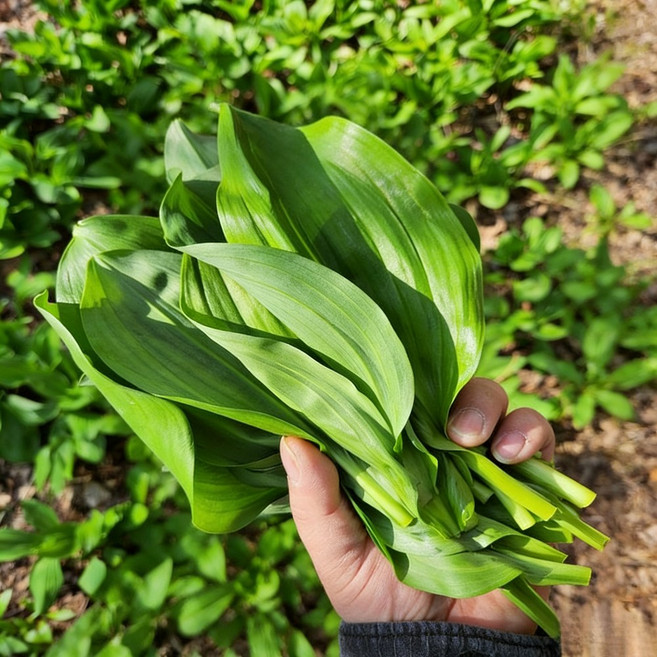 [산지직송]강원도 명이나물 알싸한 산마늘 명이나물 잎명이, 500g, 1박스