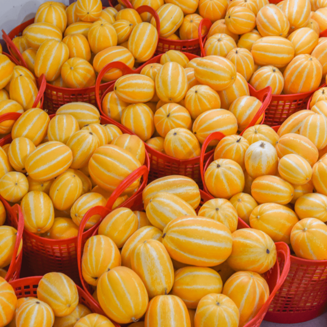 달콤가득 성주 참외 선물용 고당도 꿀 참외, 1박스, 선물용_중과(로얄과)_5kg