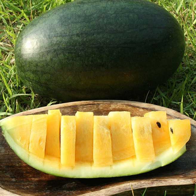 망고수박모종(4월 10일 첫 발송), 5개