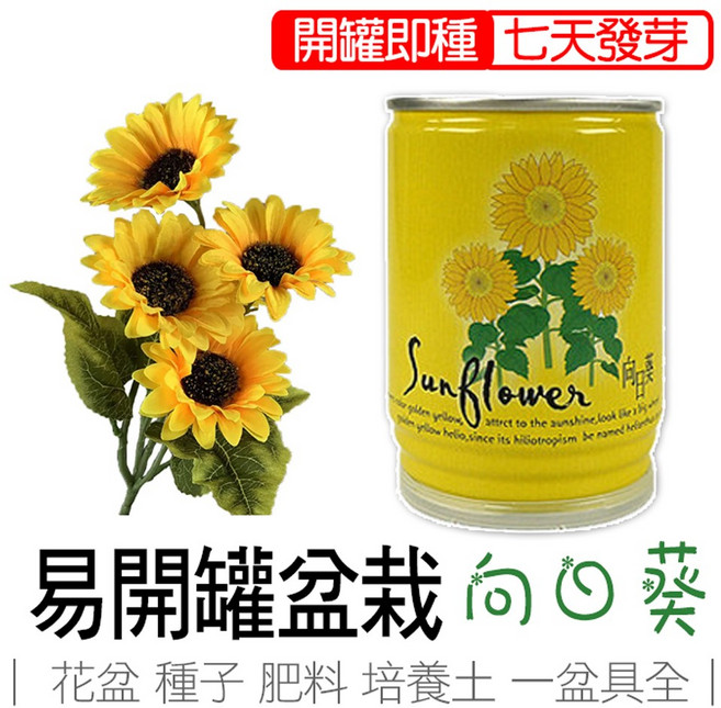 iPlant 向日葵 易開罐頭盆栽