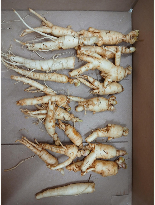 업소용인삼 삼계탕 육수용 갈아드시는 작은파삼 인삼 1kg 막삼 30-40뿌리내외, 1개