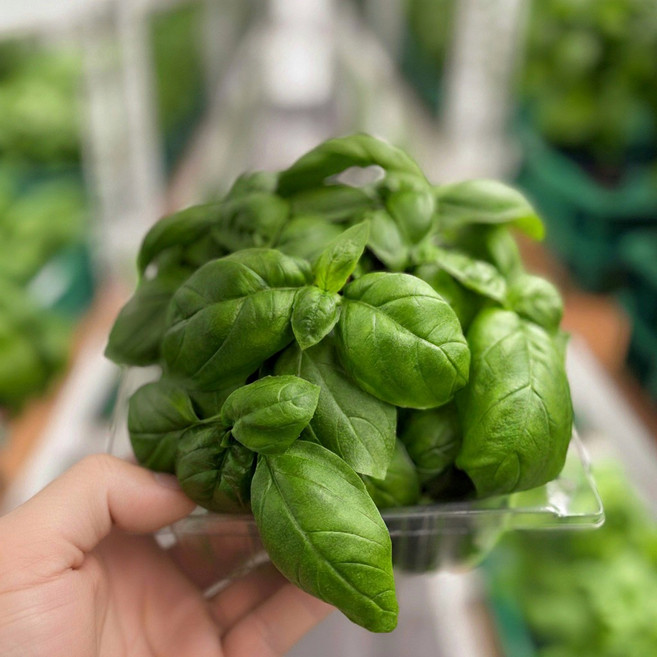 바질 스마트팜 생바질 프리미엄 허브 프레시그램, 250g, 1개