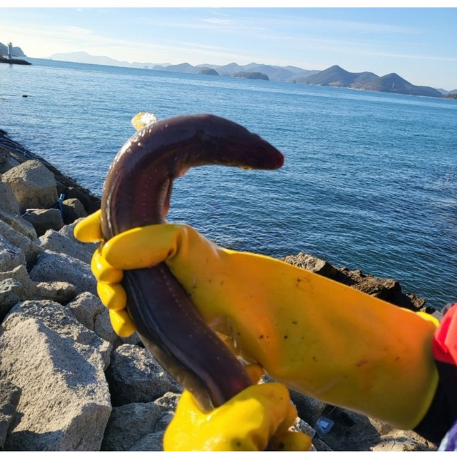 몽땅농수산 자연산 최상급 손질 통영 바다장어 특대 1kg 소스2팩 증정 붕장어 아나고, 1개, 5kg 특대 10~15마리