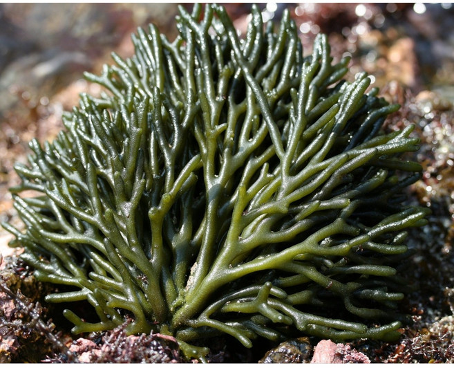 [완도] 자연산 건청각 말린 마른 청각 김장용, 1개, 100g