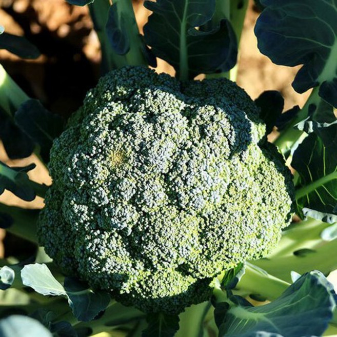 신선한 햇 브로콜리, 5kg, 1개