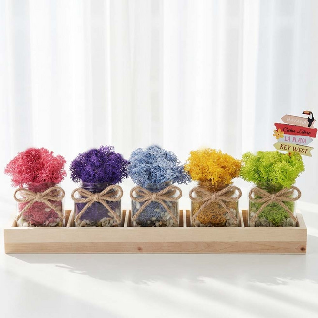 꽃순이 스칸디아모스 공기정화식물 인테리어소품 천연이끼 세트, 1개