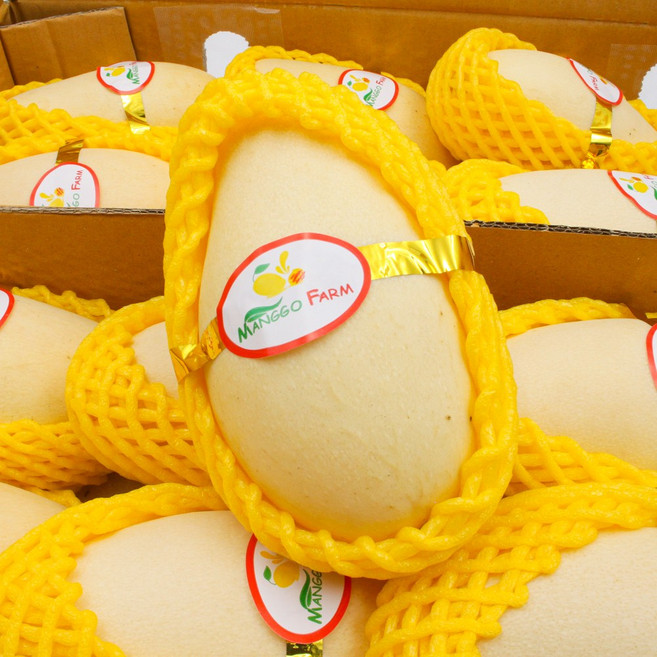 프리미엄 태국 골드망고 남독마이 1kg 10개입 무지개 옐로우 망고 열대 과일 선물