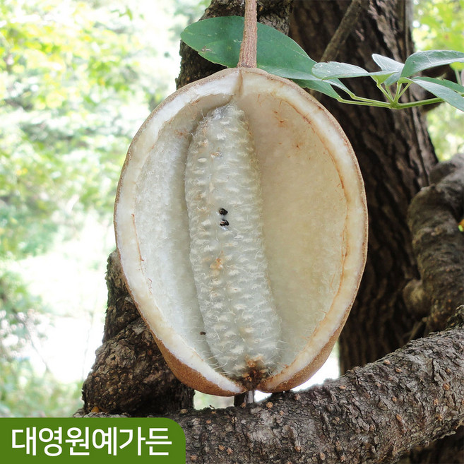 으름나무 10cm포트 덩굴식물, 02. 홍화 10cm포트, 1개