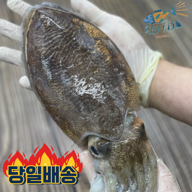 빅피쉬마켓 군산 생물 갑오징어 특대 조업 출발, 1박스, 1kg (2-4미)