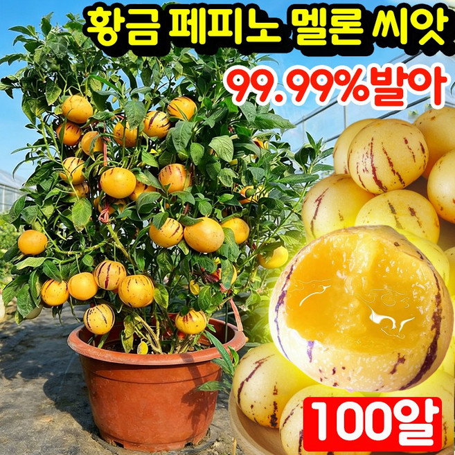 [쉬운재배] 50알/100알/200알 황금 페피노 멜론 씨앗 페피노 멜론 씨앗 모종 봉지 포장 우유향 황금 크림향 수분 많은 건강에 좋은 맛있는 과일 씨앗, 100개