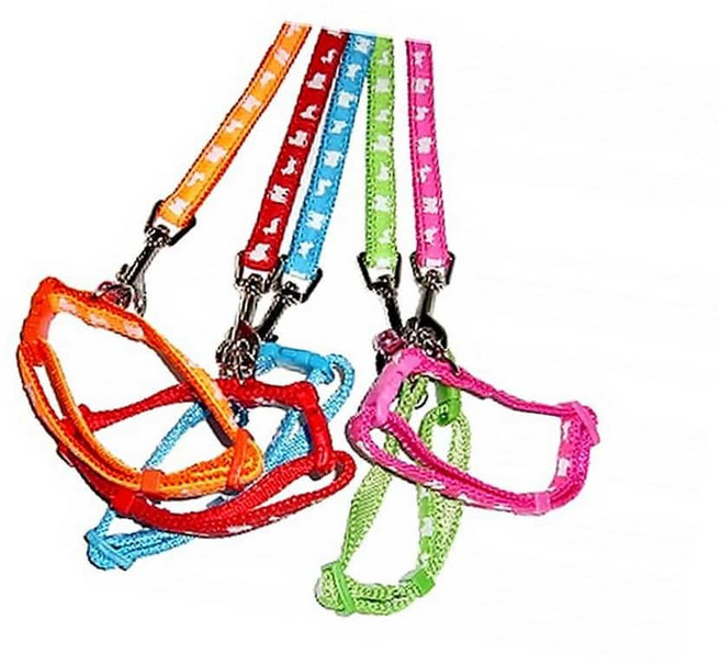 MN 형광 도그프린팅 목줄세트 15mm 소형강아지목줄세트