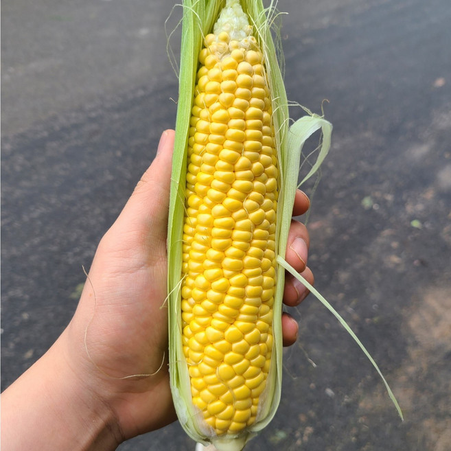 고당도 초당옥수수 최상품, 20개, 최상품(14cm 이상)