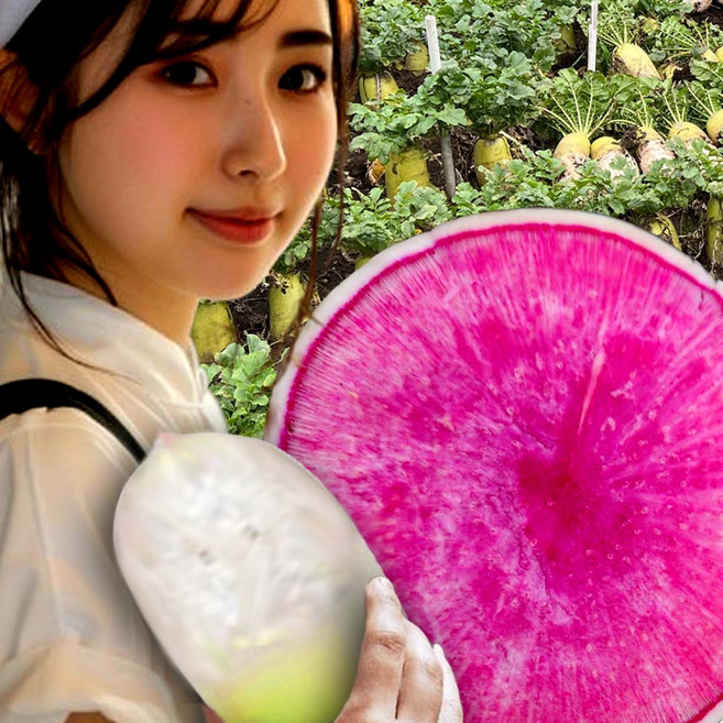 제주 수박무 보라색무 3kg 5kg, 1박스