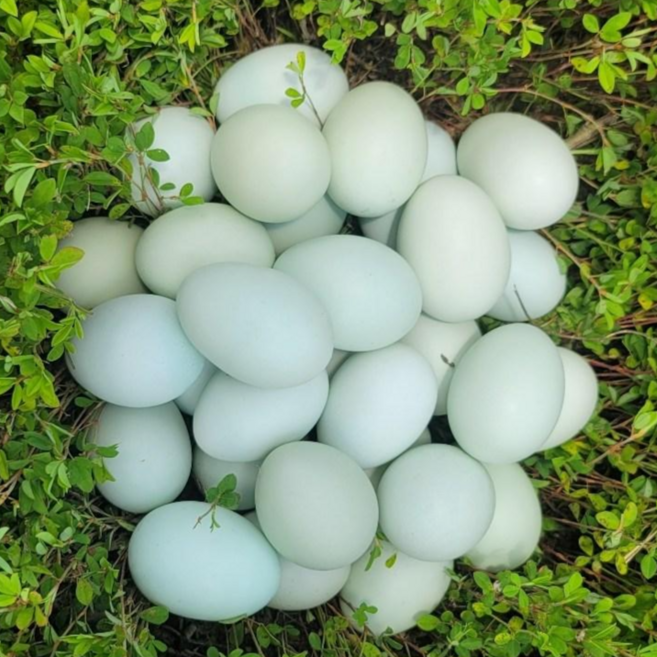 청산벽계 전남곡성 청계란 초란, 1개, 30구