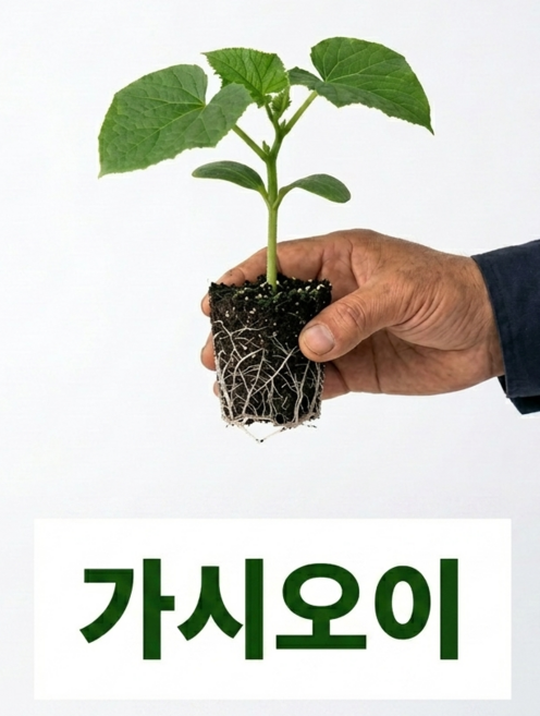 [세종육묘장 직판] 가시오이 모종 5개 텃밭 주말농장 베란다채소