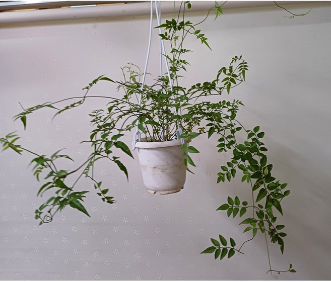 행복한꽃순이/학자스민걸이분/늘어졌어요, 1개