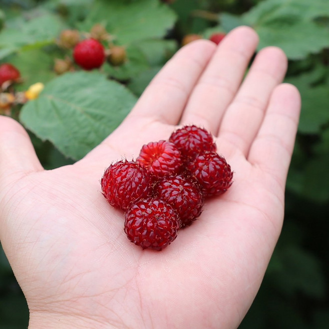달콤한 제철 장기 햇 하우스 산딸기 생과 1kg, 1개