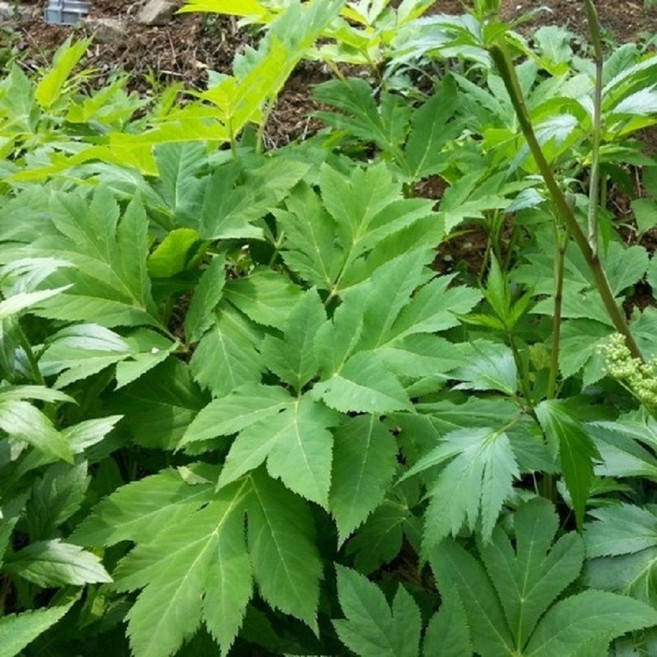 2년차 참당귀모종 10개 토당귀 종근, 중묘