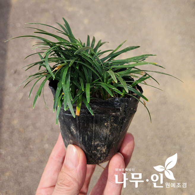 [나무인] 애란 소엽맥문동 애기맥문동 30개