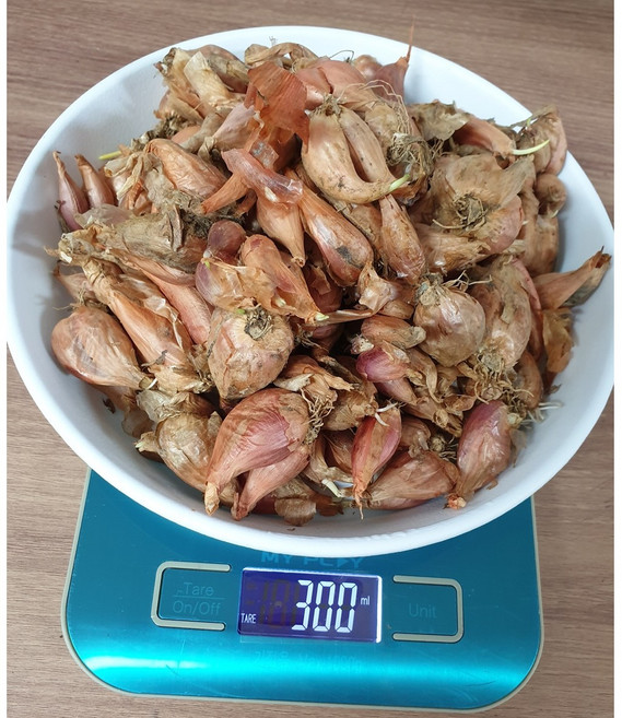 안산 플라워마트 쪽파씨. 쪽파씨앗.쪽파종구, 1개