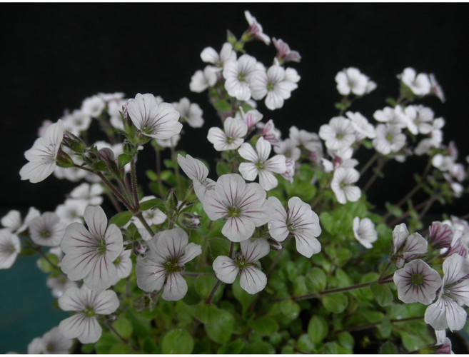 산내들농장 이끼용담, 1개