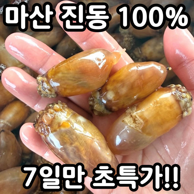 [하루30박스] 국산 생물 미더덕 미더덕회 A+급, 1개, 500g